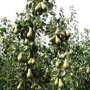 Perenboom 'Conference' vruchten